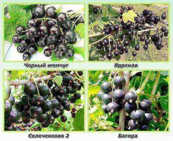 Тимирязевские семена каталог помидоры черри пятерочка