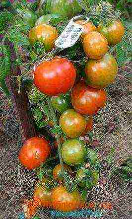 Siberian Garden Seeds from Russia. Non-GMO Tomato "Polar Precocious"
