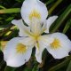 Iris white