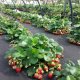 Căpșuni sub agrofibre
