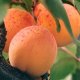 Red-cheeked apricot