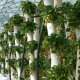 Vertical beds for strawberries