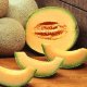 Melon melon