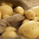 Increasing the yield of potatoes
