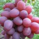Ruta grape