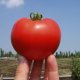 Bagheera tomato F1