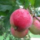 Măr roz Bryansk