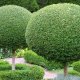 Copaci ornamentali în grădină