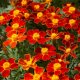 Marigolds are thin-leaved
