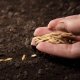 Plantarea semințelor pentru răsaduri