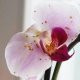 Bolile orhideelor