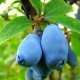 Honeysuckle Blueberry