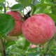 Apple tree Persian