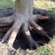 How to uproot tree roots