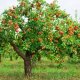 Formation of the crown of the apple tree