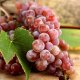Early grape varieties