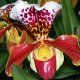 Orchid from vietnam