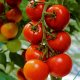 Caracatiță de tomate f1