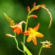 Planting and caring for Crocosmia