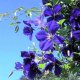 How to grow clematis from seeds