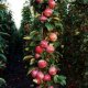 plantarea și îngrijirea unui măr de coloană