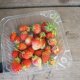 seedlings of remontant strawberries