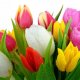 how to keep tulips longer