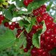 Useful properties of red currant