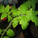 Why tomato seedlings turned yellow