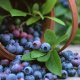 garden blueberry varieties