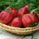 strawberry care video