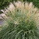 growing miscanthus