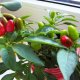 how to grow pepper on a windowsill