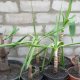 reproducerea yucca în imagini