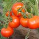 early varieties of tomato