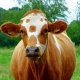 What is normal body temperature for cows