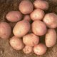 early ripening potatoes
