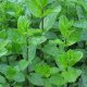  mint seed cultivation