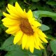 floarea-soarelui anuală