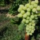 Laura grape variety