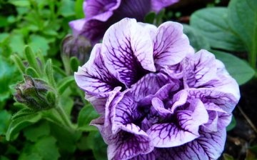 How to pinch a petunia