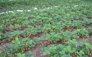 căpșuni de grădină