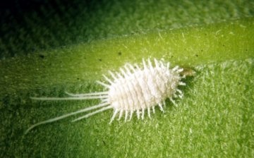 La ce boli și dăunători sunt susceptibili zephyranthes?