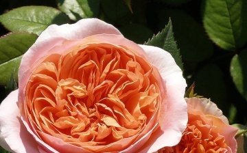 Benefits of growing roses, reviews