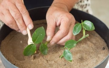 Înrădăcinarea butașilor este o etapă importantă în dezvoltarea unei plante.