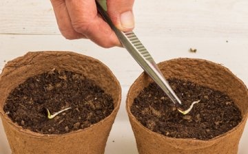 Plantarea semințelor după germinare