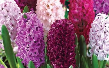 The best varieties and types of flower for growing