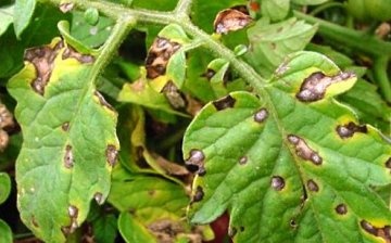 Destruction of pests and diseases