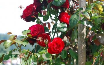 Grafting roses on rose hips