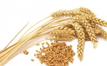 Pregătirea și însămânțarea semințelor - termeni, norme, reguli